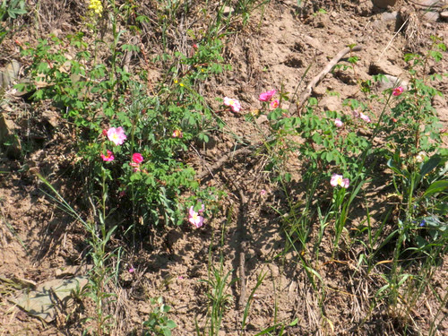 Wild Rose (Primrose).